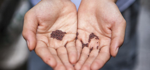 Church Planters Cultivate Seeds, But God Creates Them